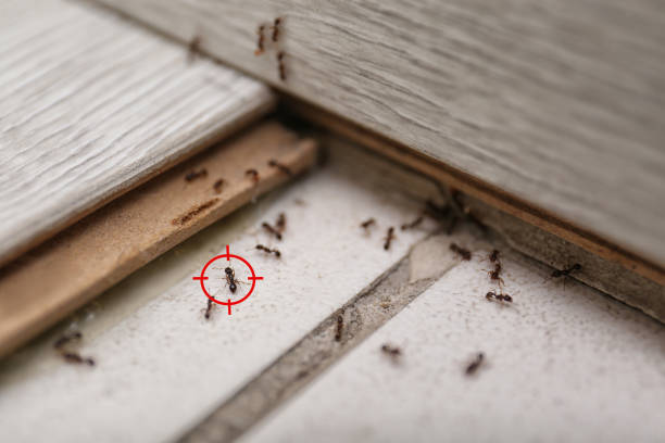 Best Pest Control Near Me  in Woodsboro, MD