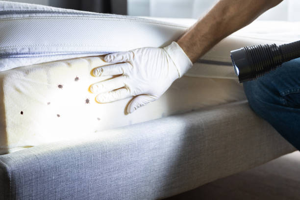 Best Flea Control Services  in Woodsboro, MD
