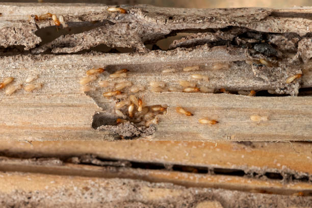 Best Local Pest Control Services  in Woodsboro, MD