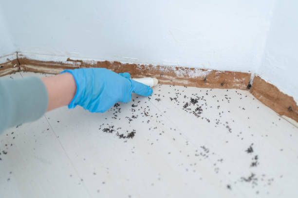 Best Best Pest Control Companies  in Woodsboro, MD